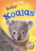 Baby_koalas